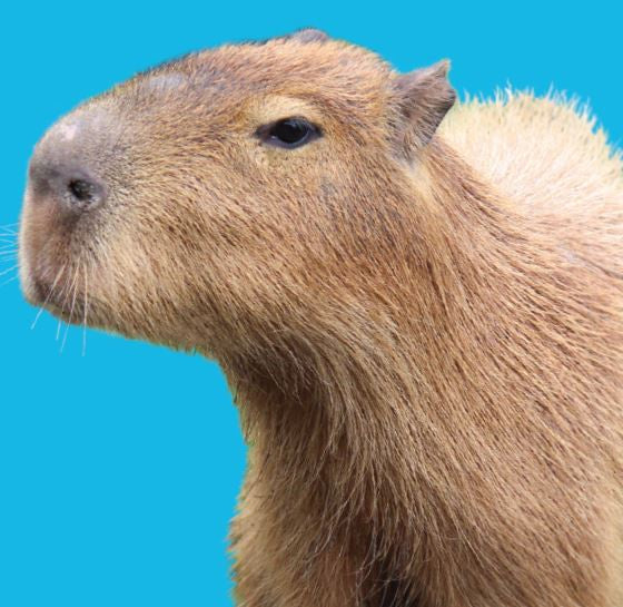 Close Encounter - Capybara GIFT CARD