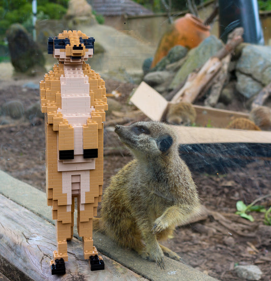 Jekca Meerkat