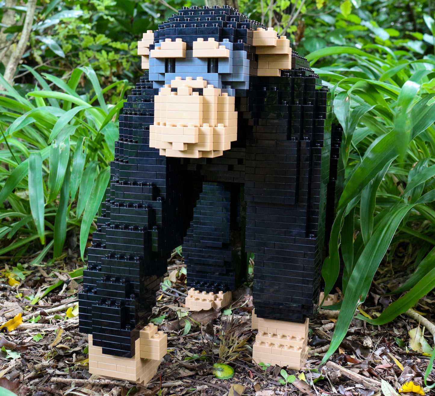 Jekca Chimpanzee