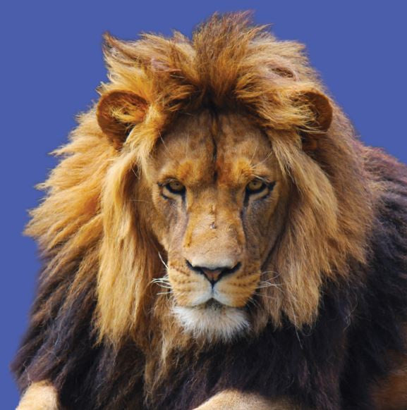 Close Encounter - Lion GIFT CARD