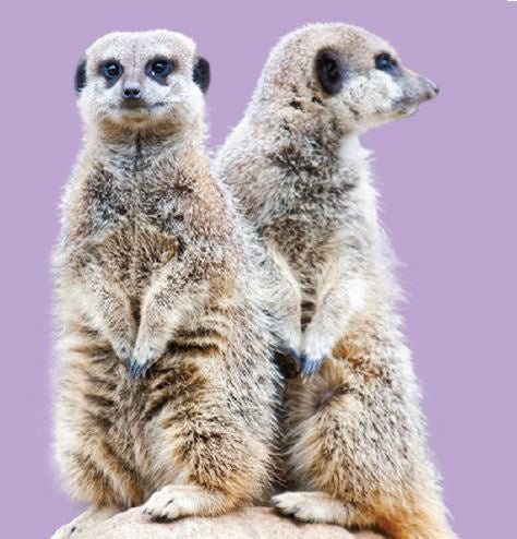 Close Encounter - Meerkat GIFT CARD