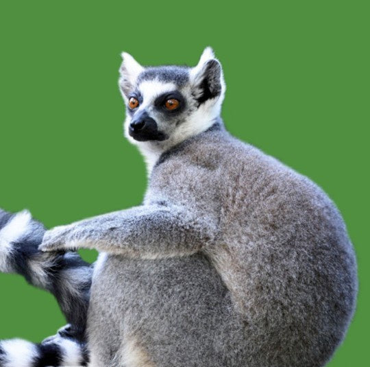 Close Encounter - Ring Tailed Lemur GIFT CARD