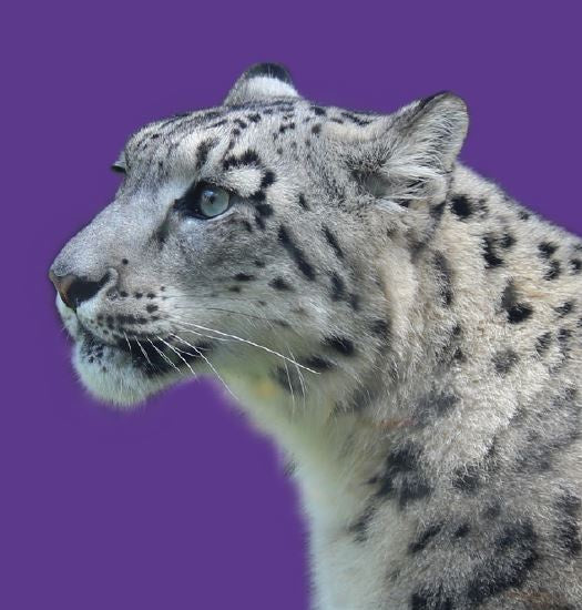 Close Encounter - Snow Leopard GIFT CARD