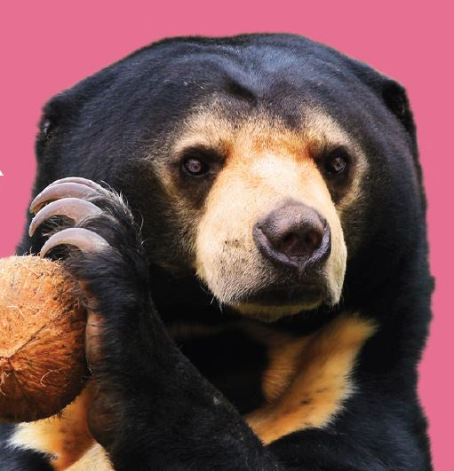 Close Encounter - Sun Bear GIFT CARD