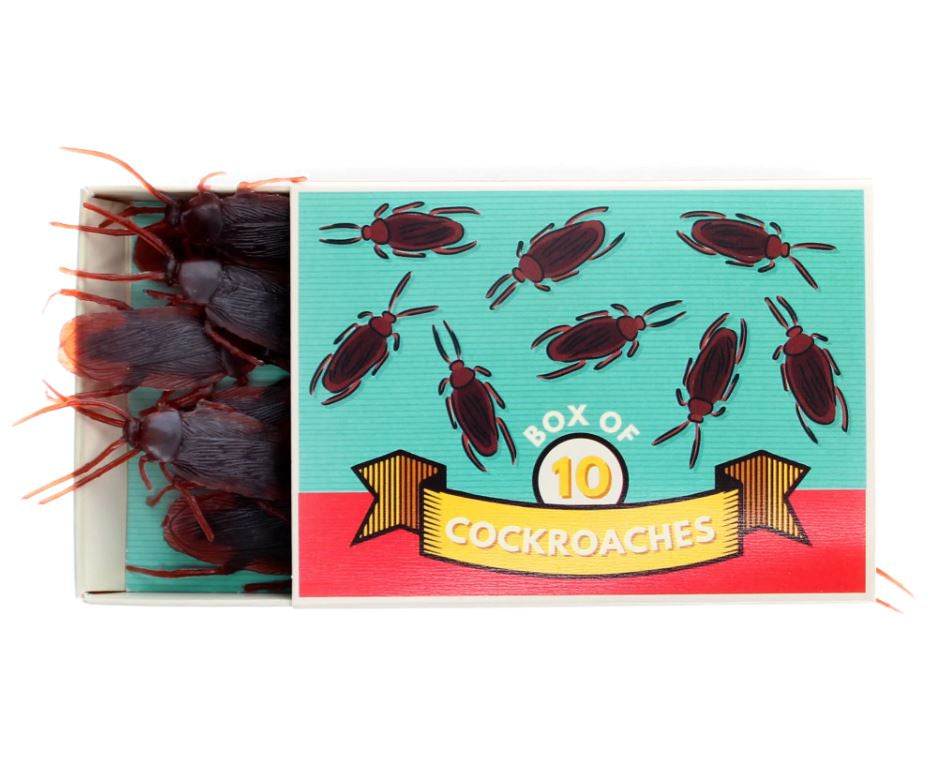 Box of 10 Cockroaches