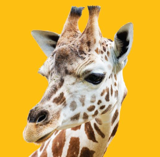 Close Encounter - Giraffe GIFT CARD