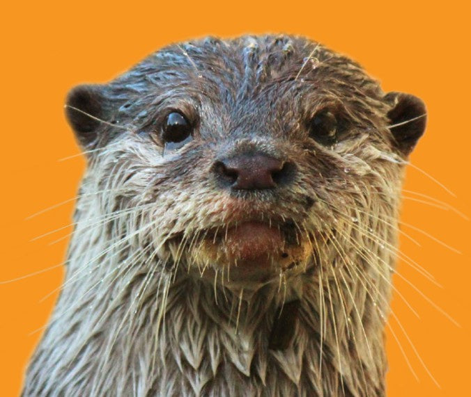 Close Encounter - Otter GIFT CARD