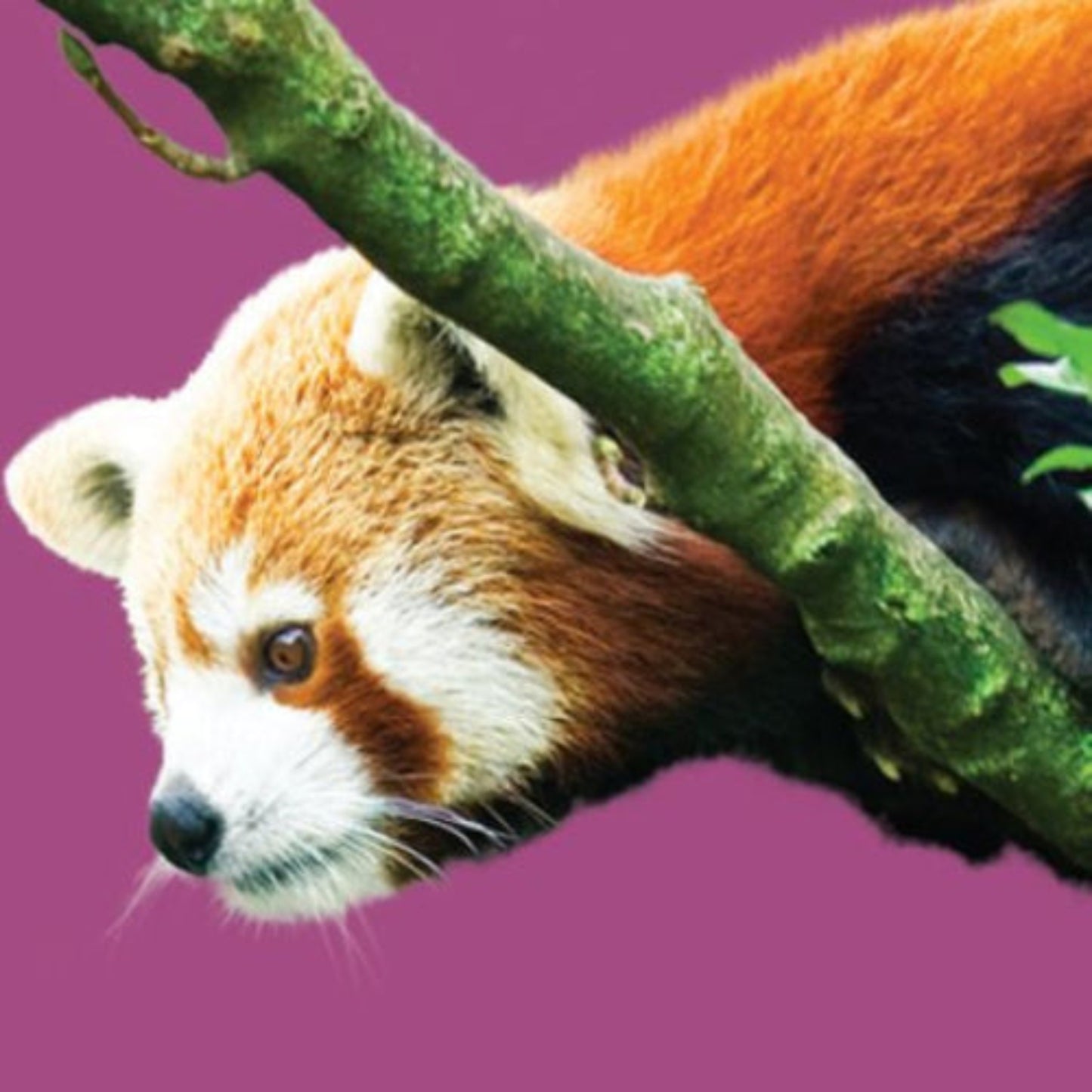 Close Encounter - Red Panda GIFT CARD