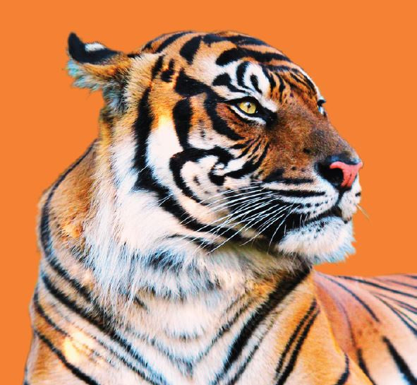 Close Encounter - Tiger GIFT CARD