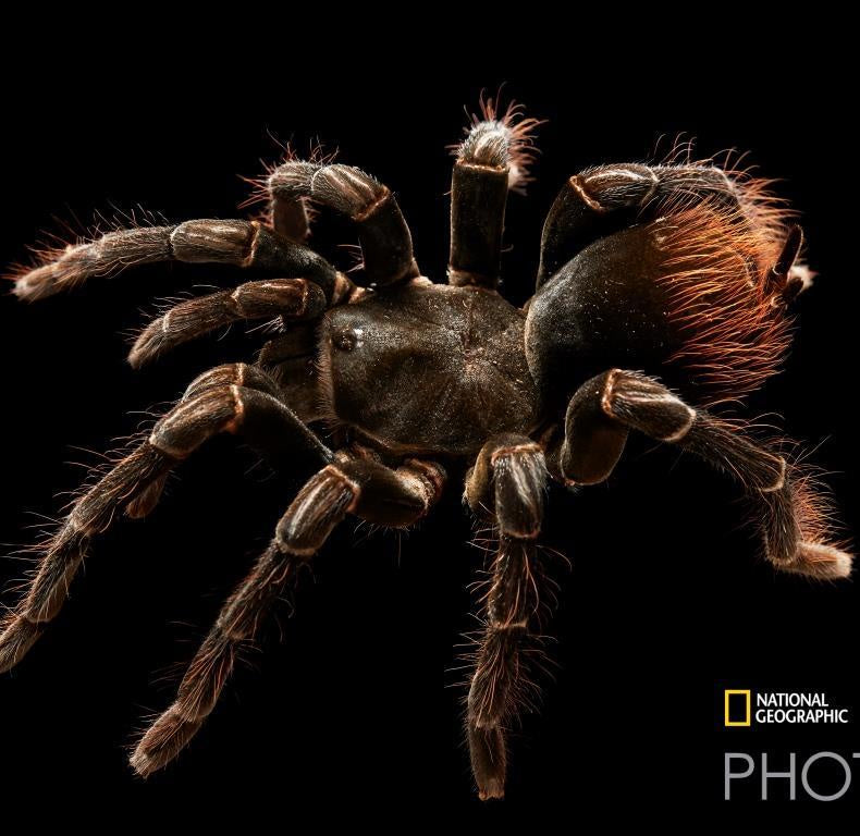 Poster Tarantula