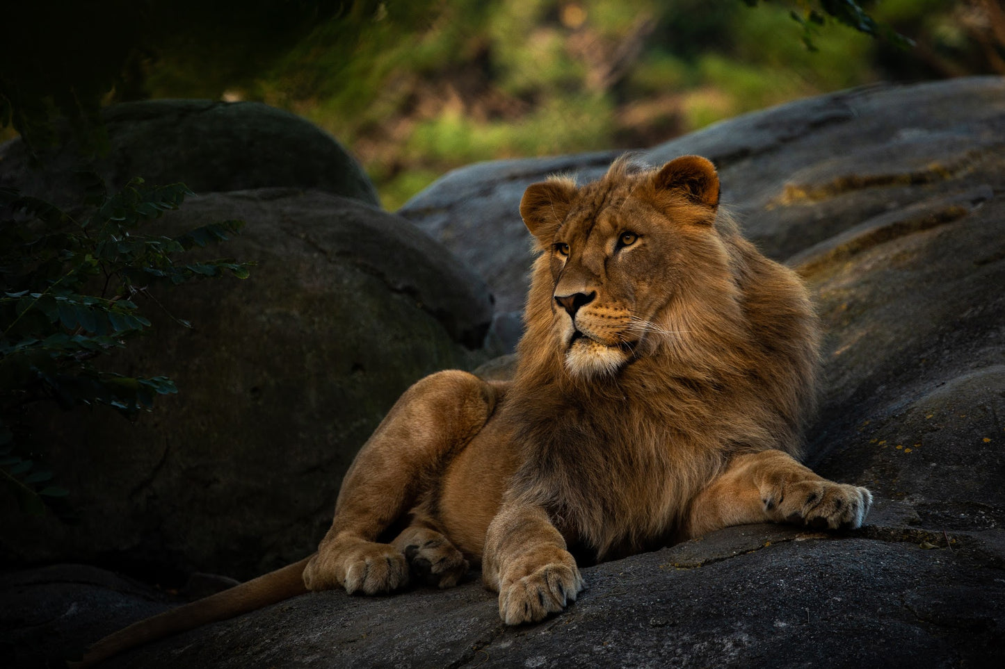 Poster Lion