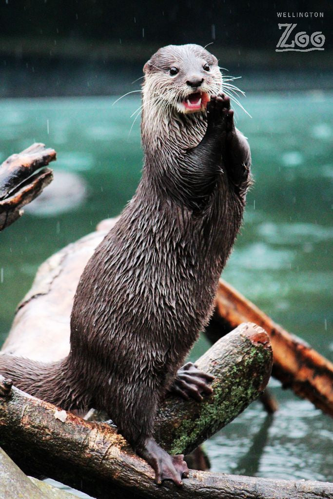 Poster Otter