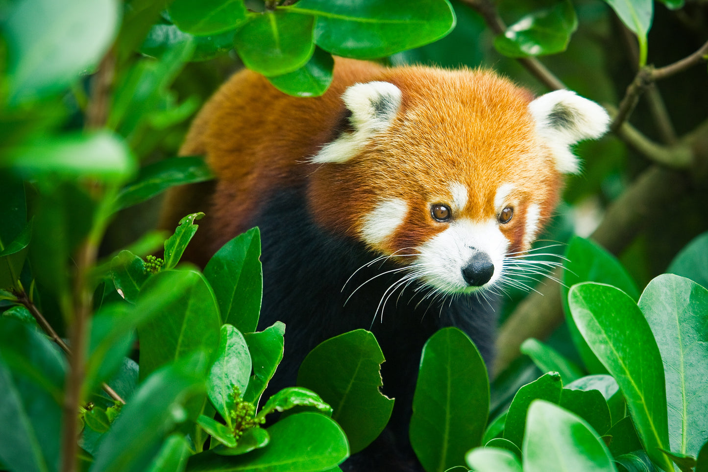 Poster Red Panda