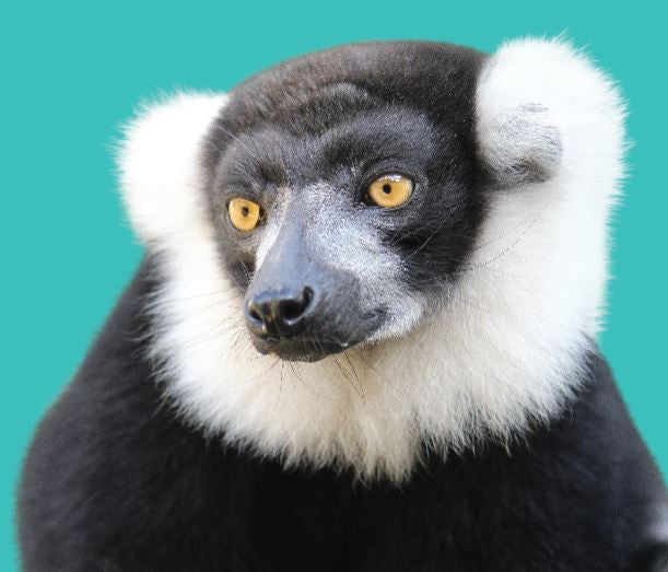 Close Encounter - Black & White Ruffed Lemur GIFT CARD
