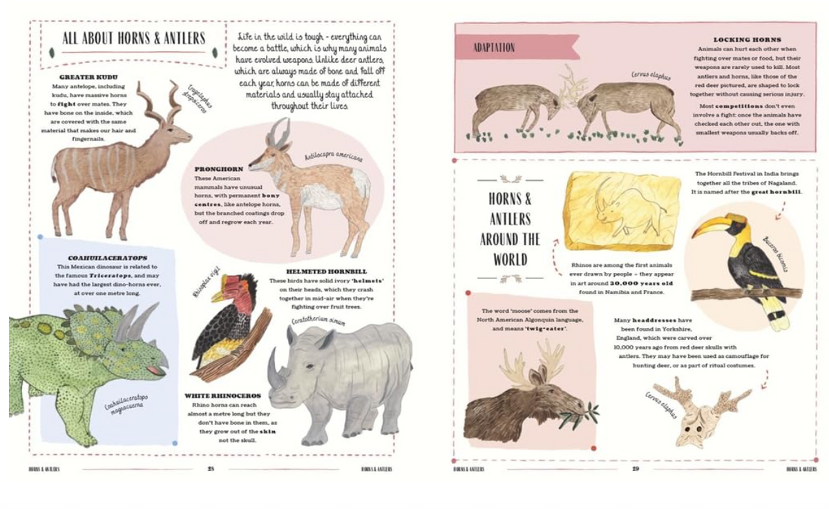 WILD - A Child's Guide to the Animal Kingdom