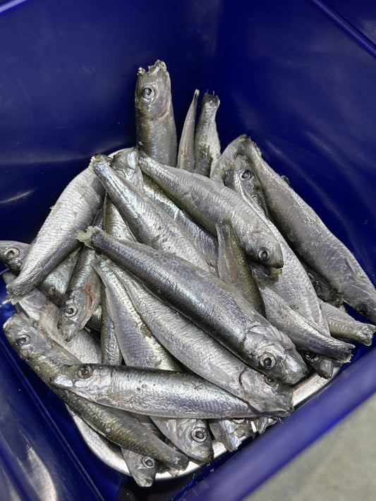 Sprats and Sardines