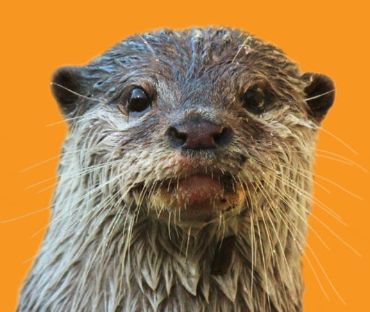 Close Encounter - Otter GIFT CARD