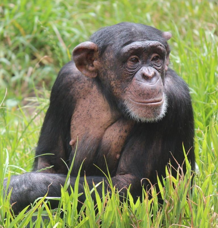 Poster Chimp – Wellington Zoo Shop