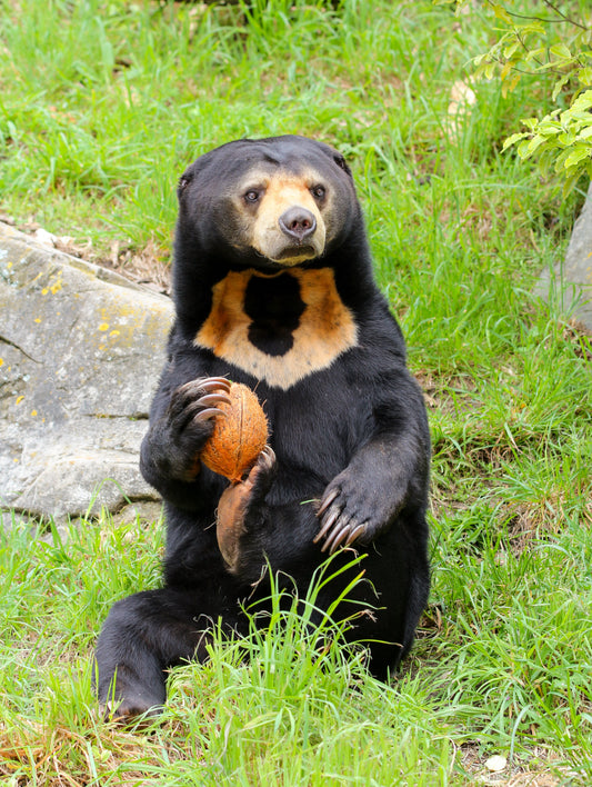 Poster Sun Bear