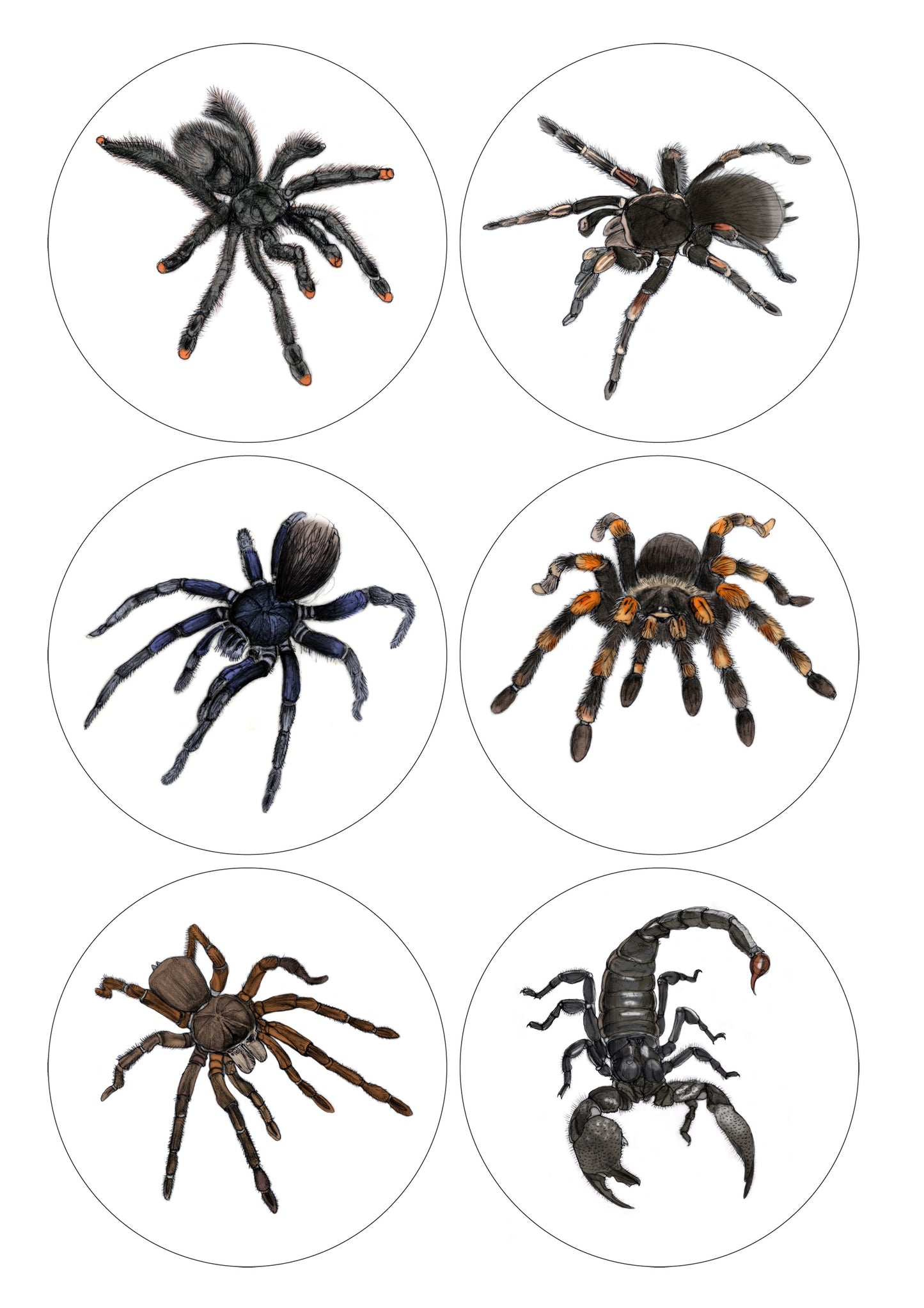 Tarantula/Scorpion Sticker Sheet