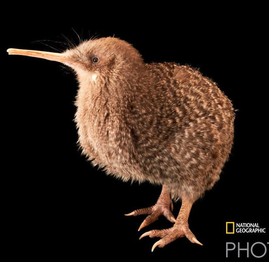 Poster Kiwi