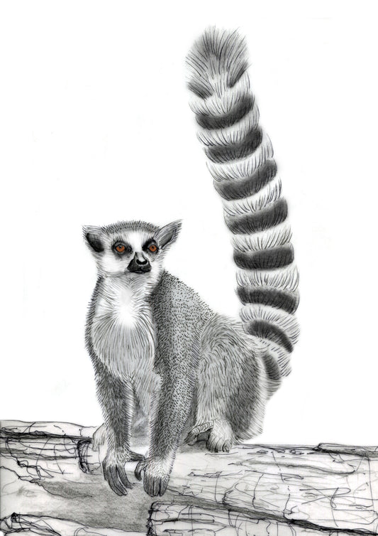 Jade Ell Ring Tailed Lemur Print A4