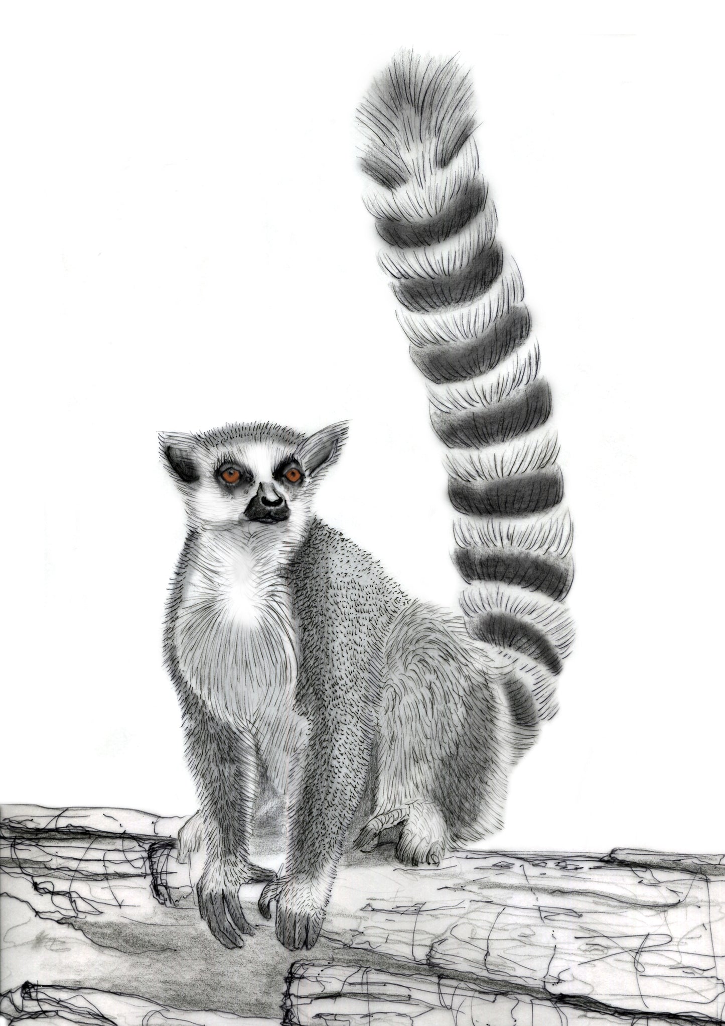 Jade Ell Ring Tailed Lemur Gift Card A6