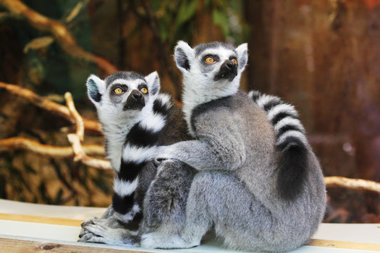 Poster Ring Tailed Lemur